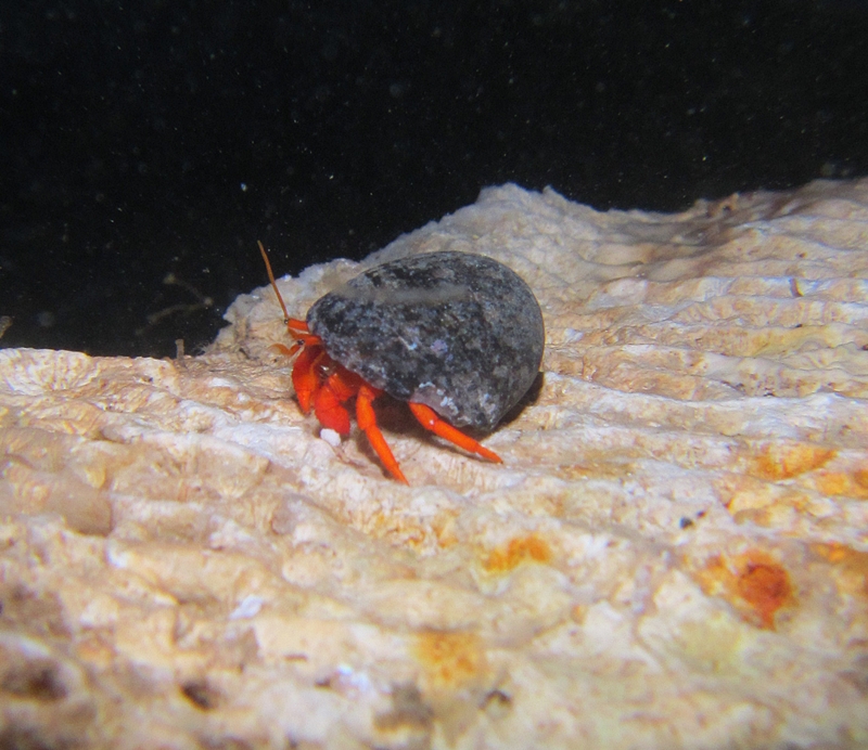 Bali Bright Red Hermit Crab - Group of 5
