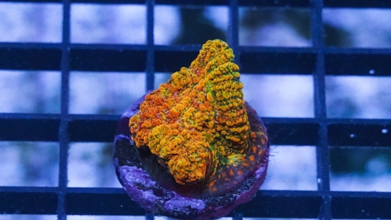 Chalice Coral: Stellaria - Aquacultured