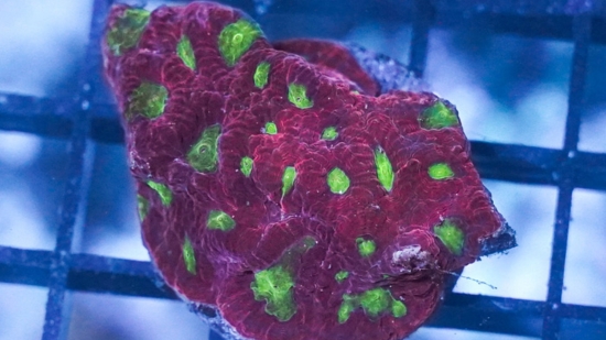 Favites Brain Coral: Gold Eye w/ Red Rim - Aquacultured