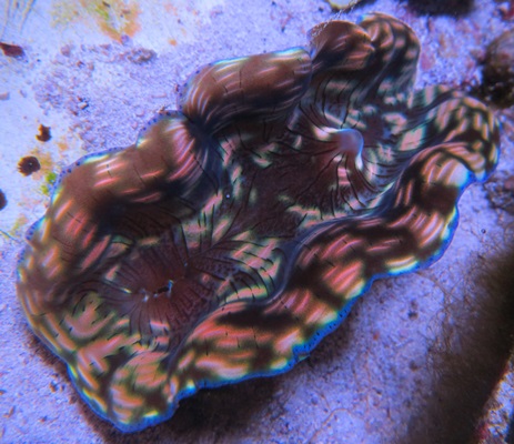 Derasa Clam: Striped w/ Blue Rim - Aquacultured