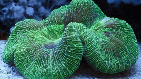 Brain Coral - Green