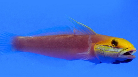 Bella Goby