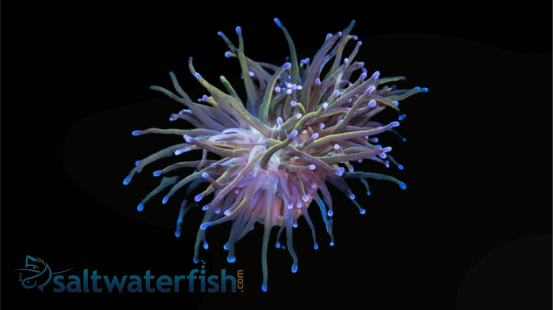 Torch Coral: Gold w/ Teal Tips - Aquacultured