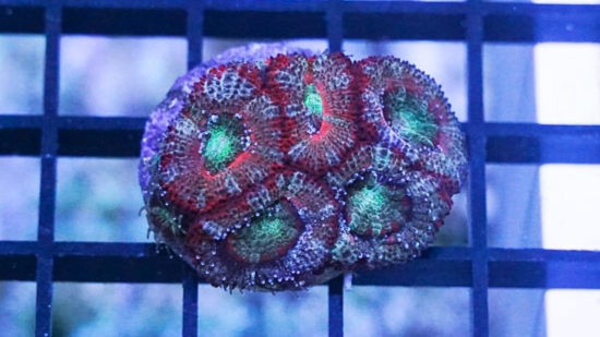 Acan Lord : Tri-Color :  Australia - Aquaucltured