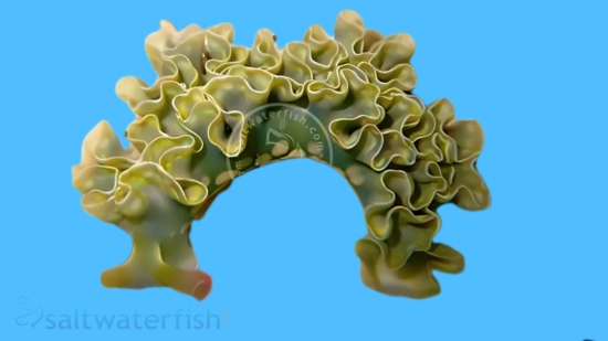 Lettuce Nudibranch
