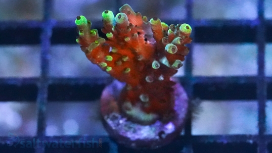 Acropora Coral - Solomon Split