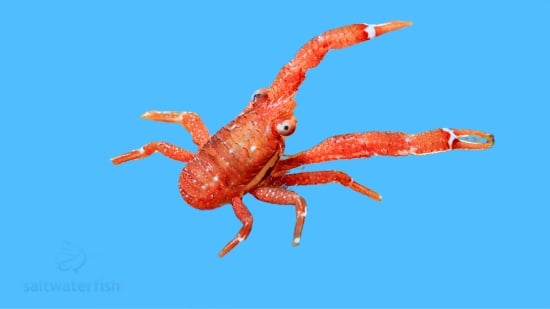 Crinoid Squat Lobster: Colored