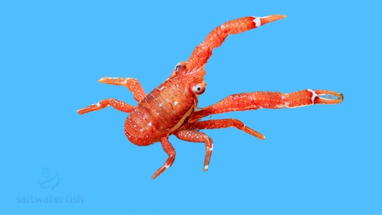 Crinoid Squat Lobster: Colored