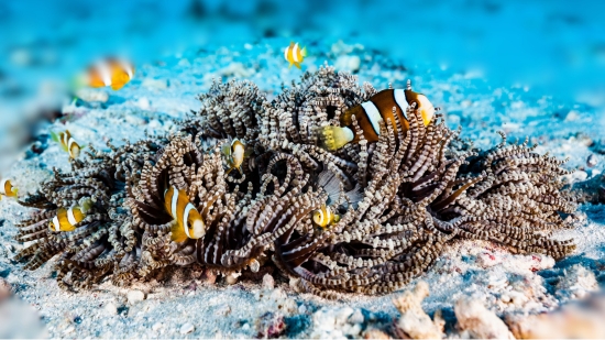 Beaded Sea Anemone - Eastern Asia