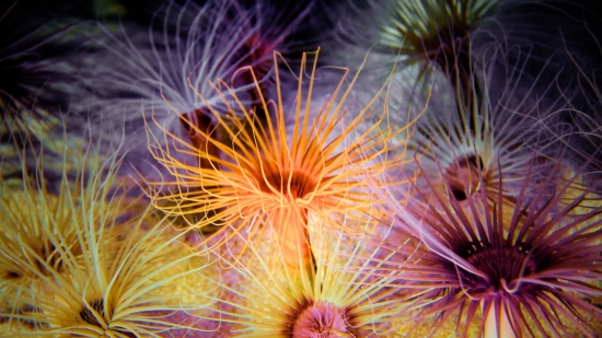 Tube Anemone: Orange