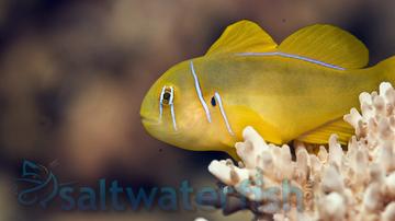 Citron Clown Goby - Fiji - MAC Certified