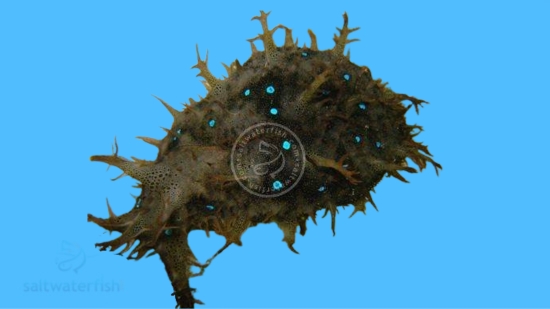 Sea Hare: Blue Spotted