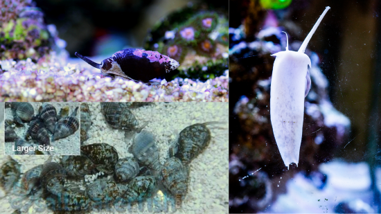 Assorted Sand Sifting Nassarius Snails - Group of 10