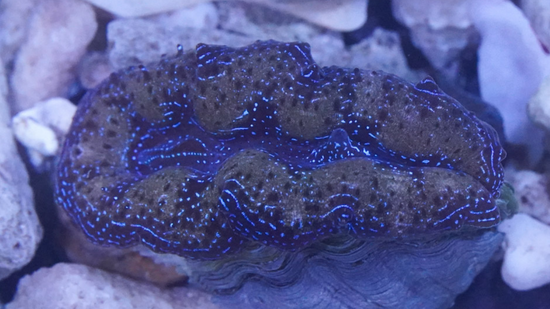 Crocea Clam: Ultra : Fiji - Aquacultured