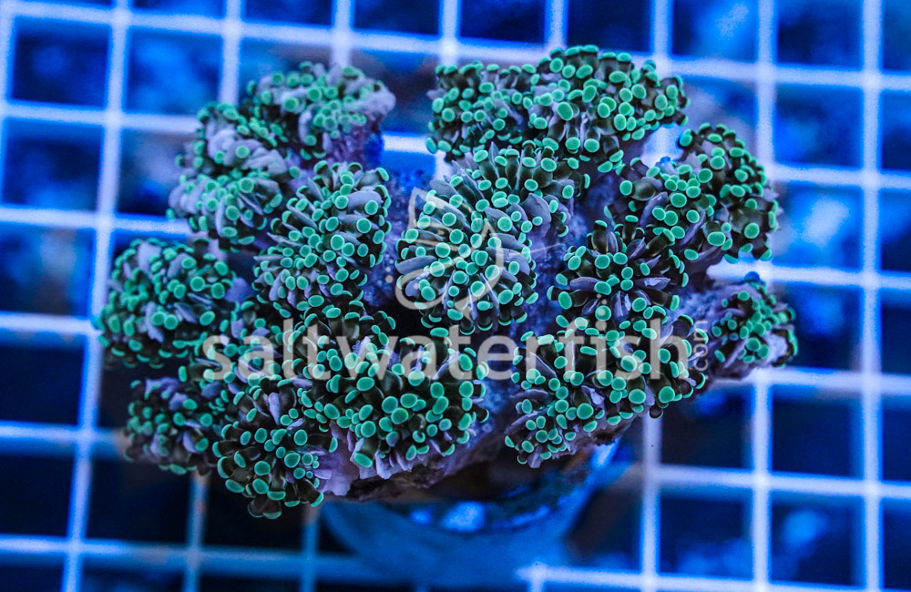 Grape Cristata Neon Green Tip