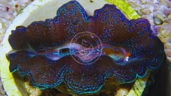Crocea Clam: Aquacultured
