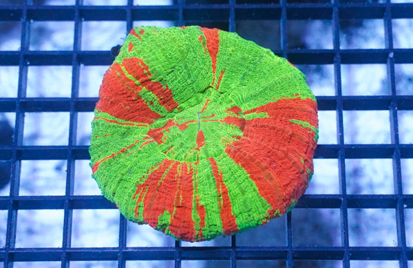 Scolymia "Toxic Apple": Neon Green w/ Red Stripes 