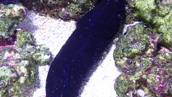 Black Cucumber