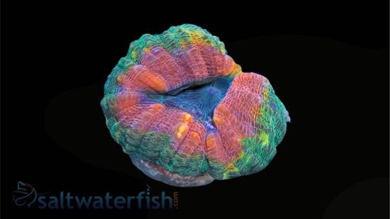 Lobophyllia Brain Coral: Mint Green w/ Pink Rim - Aquacultured