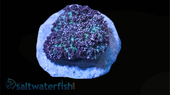 Mushroom Coral: Hairy Lavender - Aquacultured - Mushrooms - Coral