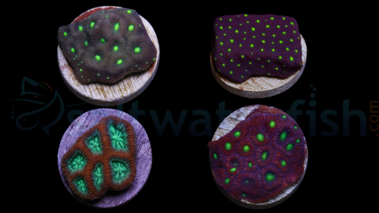 Favites Brain Coral: - Aquacultured
