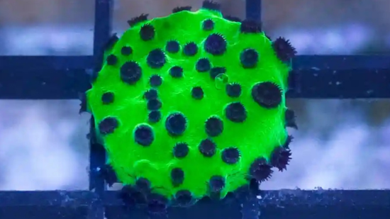 Cyphastrea Mardi Gras - Aquacultured