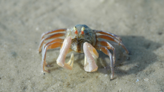 Soldier Crab