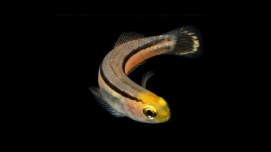 Mini Dart Goby