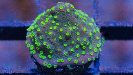 Encrusting Montipora: Street Lights  - Aquacultured