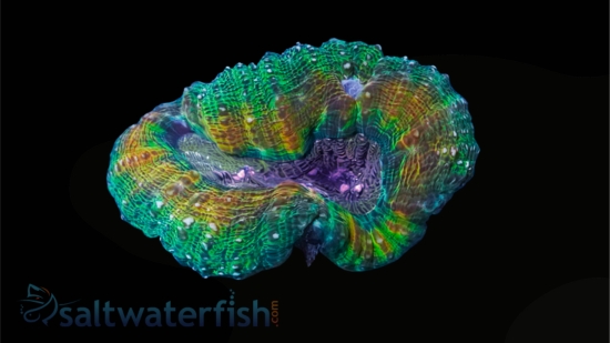 Lobophyllia Brain Coral: Tricolor - Aquacultured