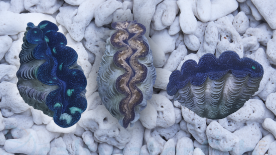 Crocea Clam: 1st Grade - Aquacultured