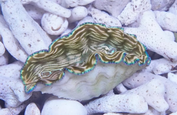 Derasa Clam