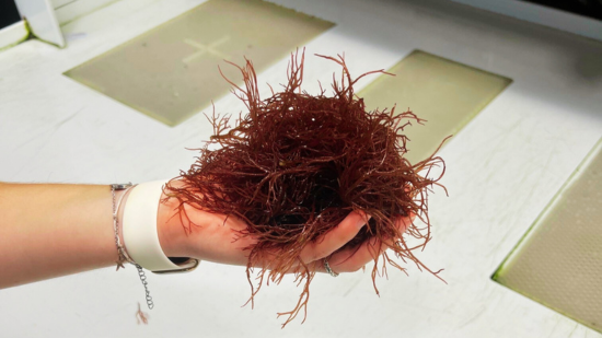 Red Graciliaria - Flat Blade Red Brush