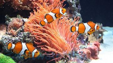 False Percula Clownfish - Captive Bred Group of 2