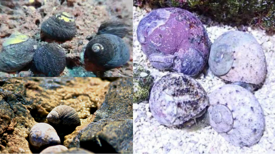 Assorted Cleaner Snails Margarita Snail or Margarite, Green Spiral or Turbo/Astrea Snail