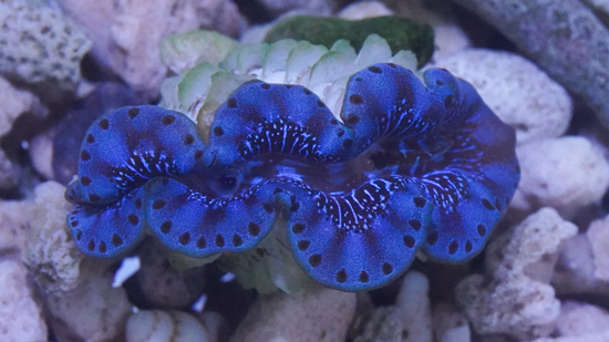 Maxima Clam: Ultra Grade
