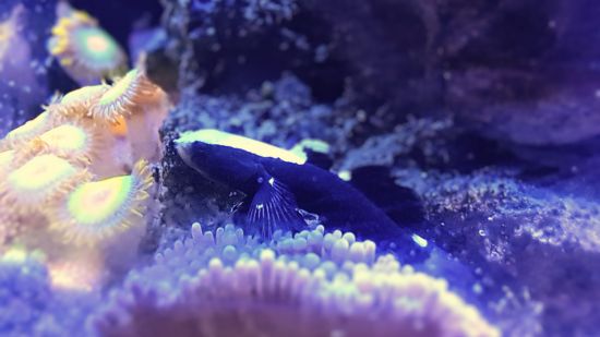 White Cap Goby 