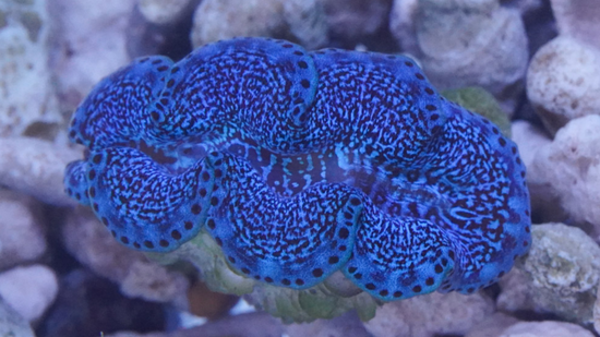 Maxima Clam: Ultra Grade