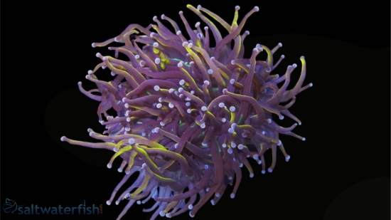 Torch Coral: Gold 24K - Aquacultured