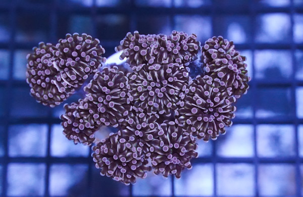 Grape Cristata Coral: Gold Tip