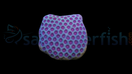 Porites Coral: Sand Dollar