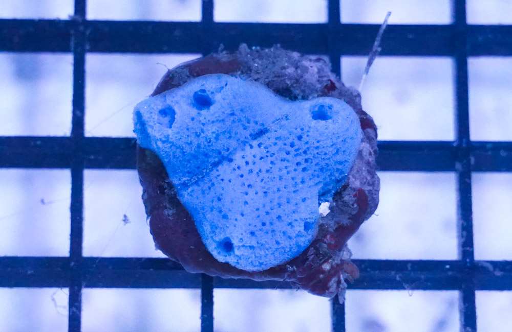 Blue Sponge: Aquacultured