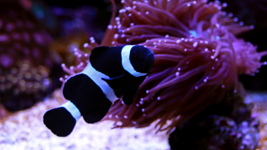 Darwin Clownfish - Captive Bred