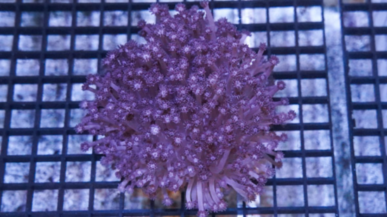 Goniopora Coral: Purple Short Polyp