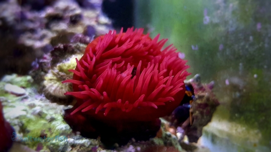 Waratah Anemone: Flower Red