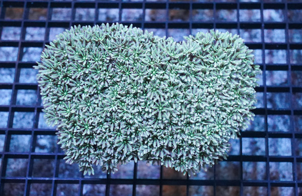 Organ Pipe Coral: Green/Blue