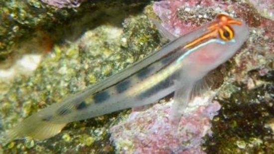 Red Cap Goby - Caribbean