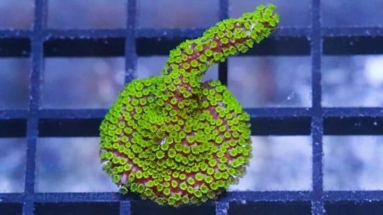Montipora Branching Purple Tide