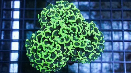 Hammer Coral : Branching Green