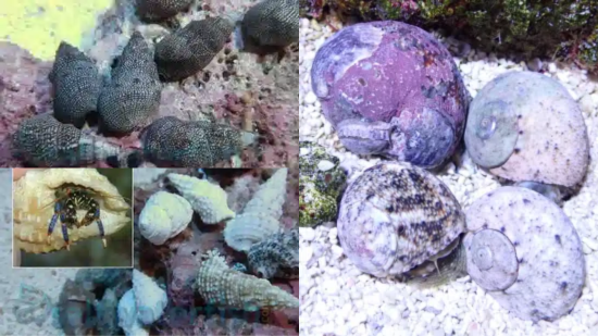 Algae Destroyer Pack - Basic 75+
